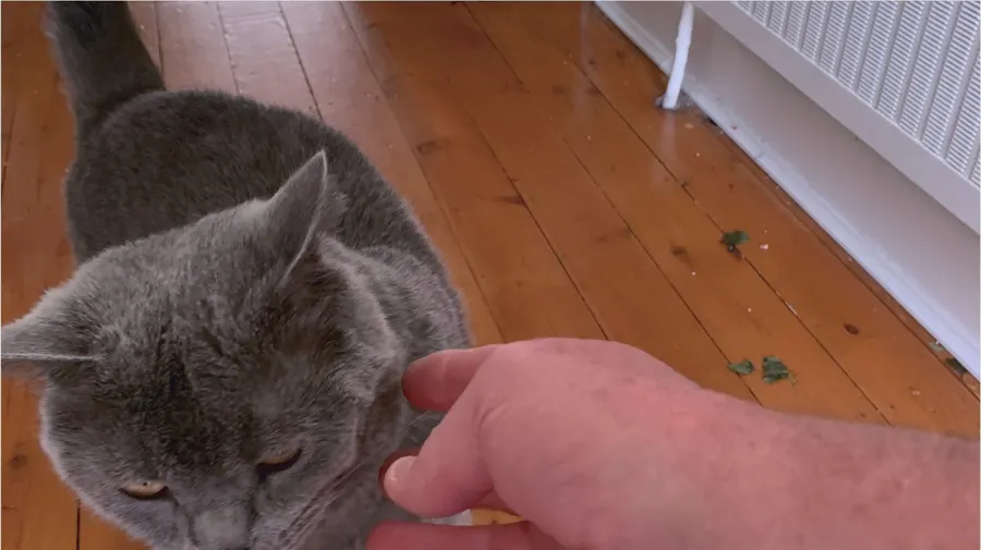 A grey cat being greeted after IMA Locksmith opened the door for the cat sitter